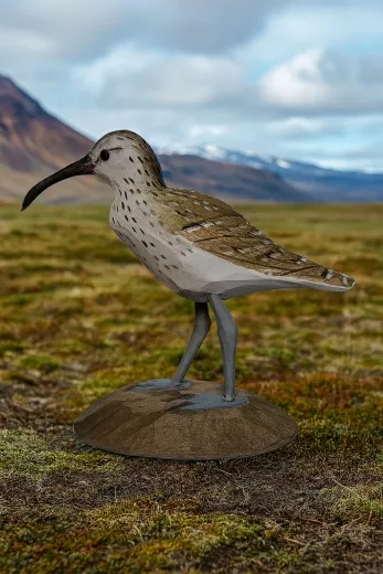 Isländischer Vogel - Regenbrachvogel Holzfigur