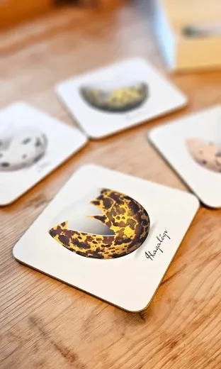 Untersetzer Set - 6 Stück - Vogel-Eierschalen Design