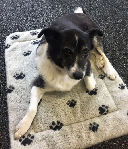 Hundeunterlage - Hundedecke für Hundebett - 100% Wolle