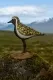 Isländischer Vogel - Goldregenpfeifer Holzfigur