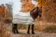 Abschwitzdecke Islandpferde - Wolle - Tölter beige